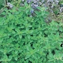 Origanum Marjoram - 5 Plug Plants
