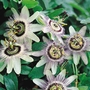 Passion Flower Caerula - 5 Plug Plants