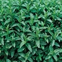 Pepper Mint - 5 Plug Plants