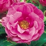 David Austin Rose Wild Edric - One Bareroot Plant