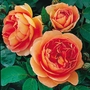 David Austin Rose - Pat Austin
