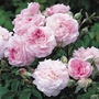 David Austin Rose - Rosemoor