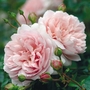 David Austin Rose - Wild Eve