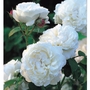 David Austin Rose - Winchester Cathedral