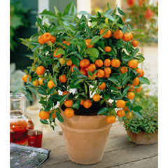 Orange Tree - 1 Plant