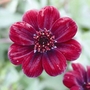 Chocolate Cosmos - 9 Plug Plants