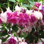 Fuchsia Double Trailing - 12 Mixed Plug Plants With FREE Hanging Baskets And Fertiliser