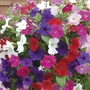 Petunia Easy Wave - 42 Mixed Plants