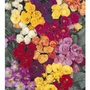 Double Primula Lucky Dip Mix - 15 Plug Plants