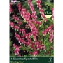 Dicentra Bleeding Heart - 1 Perennial Rooted Plant
