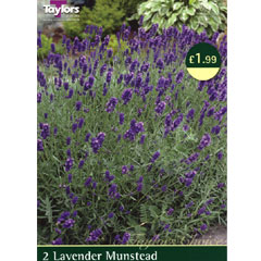 Lavender Munstead - 2 Perennial Rooted Plants