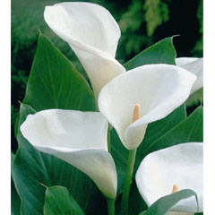 White Arum Lilies - 3 Bulbs
