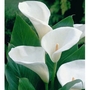 White Arum Lilies - 3 Bulbs