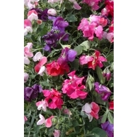 Sweet Pea Mixed x 5 multi seeded young plants