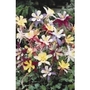 Aquilegia (Columbine) Hybrids x 5 plants