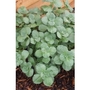 Coleus Canina Scaredy Cat x 5 plants