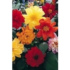 Dahlia Diablo Mixed x 5 plants + 5 FREE