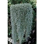 Dichondra Silver Falls x 5 plants