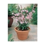 Gaura Cherry Brandy x 5 young plants