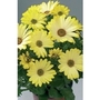 Osteospermum Yellow Sunshine x 5 young plants
