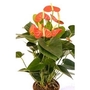Anthurium - Oilcloth flower