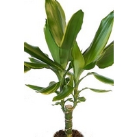 Dracaena Golden Coast Dracaena Golden Coast