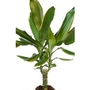 Dracaena Golden Coast
