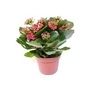 Kalanchoe - Flaming Katy