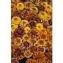 Zinnia Profusion x 50 seeds
