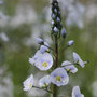 speedwell