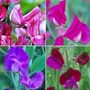 sweet pea collection