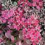 ice plant