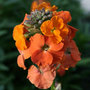 perennial wallflower