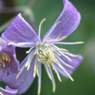 clematis (group 3)