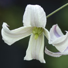 clematis (group 3)