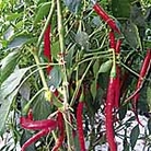 Chilli Peppers (Hot) F1 Joe's Long Seeds Units: Packet Content 6 seeds - Vegetable Seeds