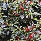 Chilli Peppers Demon Red Seeds Units: Packet Content 6 Seeds - Vegetable Seeds