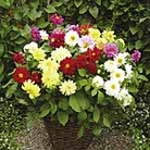 Dahlia Dwarf Delight Mixed Plants Pack of 20 Easiplants
