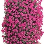 Verbena Tapien® Collection Plants Pack of 20 Pot Ready Plants (4 of each colour) - SAVE £4.95!