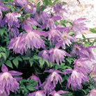 Clematis (Group 1)