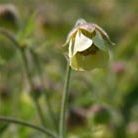 avens