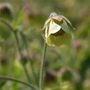 avens