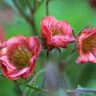 avens