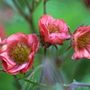 avens
