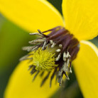 clematis (group 3)
