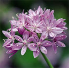 American onion