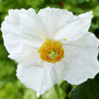white Himalayan poppy