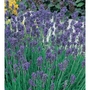 Lavender Munstead
