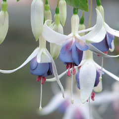Spring Plants - Hardy Fuchsia Collection