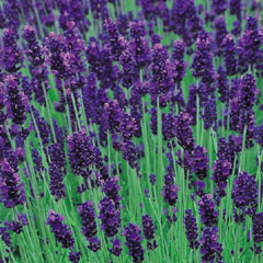 Lavender Hidcote